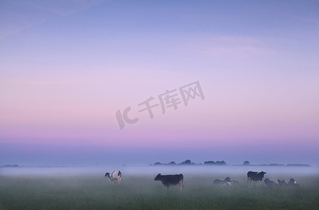 日出雾中的荷兰牧场