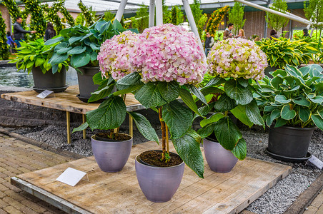 粉色、白色和黄色八仙花属霍滕西亚盆栽花，库肯霍夫公园，Lisse，荷兰