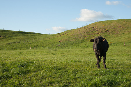 围场里的黑牛。