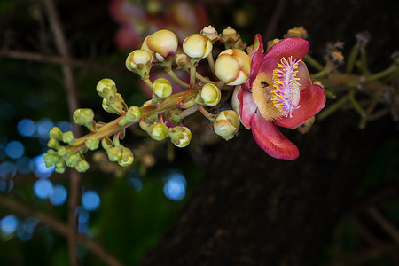 炮弹花 (Couroupita guianensis) 在树上