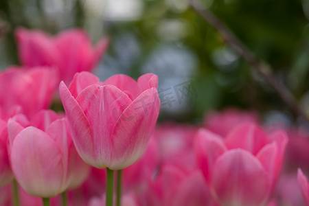 米奇摄影照片_盛开的米奇别致粉色郁金香，有选择的焦点，春天明信片背景概念。