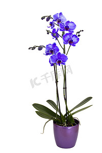 紫的摄影照片_美丽的紫兰花，蝴蝶兰