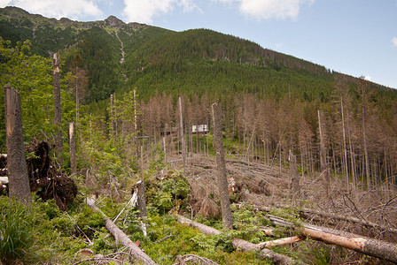 砍伐树木的山景