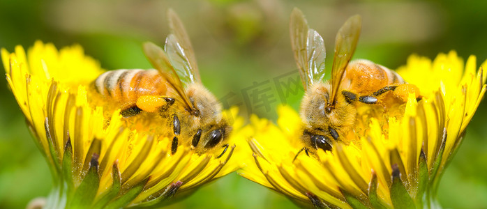 两只蜜蜂和蒲公英花