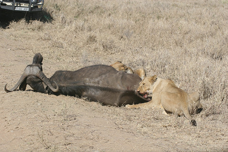 野生狮子哺乳动物吃水牛非洲大草原肯尼亚