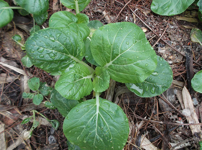 蔬菜地，种植白菜