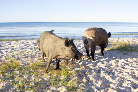 野猪在沙滩上走开