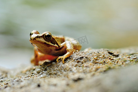 棕色的小青蛙