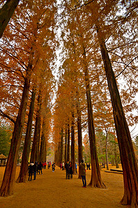 Nami Island picture for Tour package Web南怡岛图片供