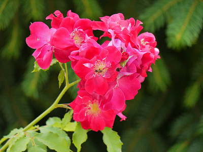 引诱摄影照片_简单的花序，不充满粉红玫瑰，用花蜜引诱蜜蜂