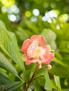 炮弹花或 Sal 花 (Couroupita guianensis) 在