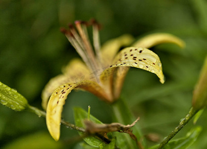 花瓣上有雨滴的黄虎百合