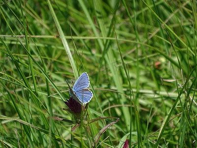 牛麦花上发现的阿多尼斯蓝蝴蝶