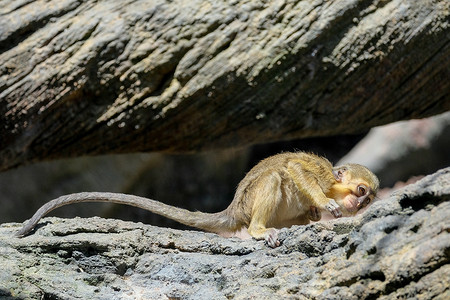 动天摄影照片_丰吉罗拉，安达卢西亚/西班牙-7 月 4 日： Talapoin 猴子 (Miopithe