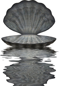 水中的大贝壳