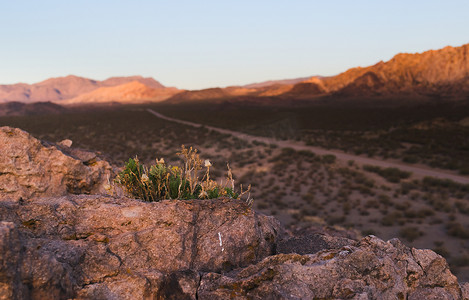 耐干旱摄影照片_沙漠植物生长在阿根廷门多萨乌斯帕亚塔附近的岩石露头上。