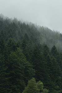 潮人摄影照片_有雾的森林的迷雾景观。