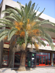 酒店附近的棕榈树