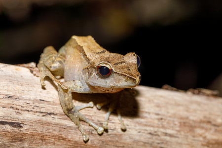 美丽的小青蛙 Boophis rhodoscelis 马达加斯加