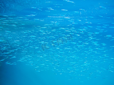埃及红海摄影照片_埃及红海中的鱼群