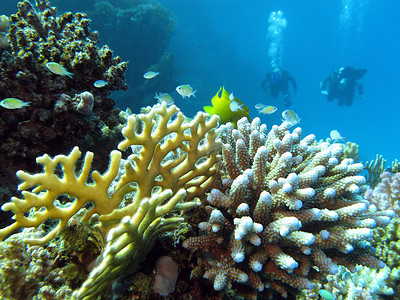 埃及红海摄影照片_埃及红海底部的珊瑚礁-水下照片