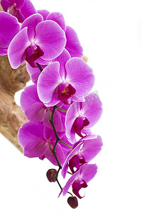 美丽的紫色兰花-蝴蝶兰