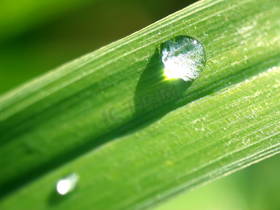 草叶上的两滴雨滴