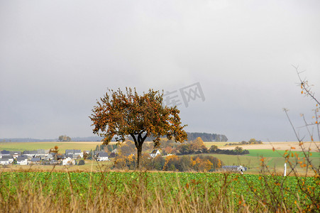 user摄影照片_洪斯吕克的苹果树