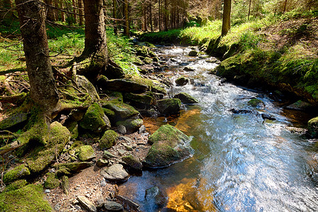 原始森林摄影照片_有小溪的原始森林 - HDR