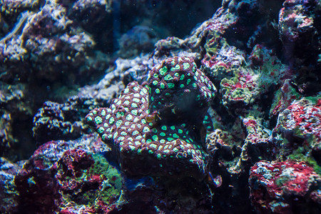热带水生植物红绿珊瑚海葵植物群海