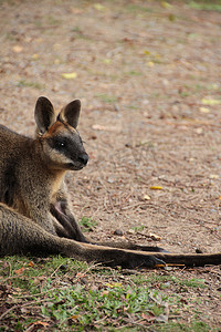 小袋鼠摄影照片_澳大利亚小袋鼠