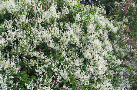 环境丰富摄影照片_攀缘植物丰富的盛开的白花