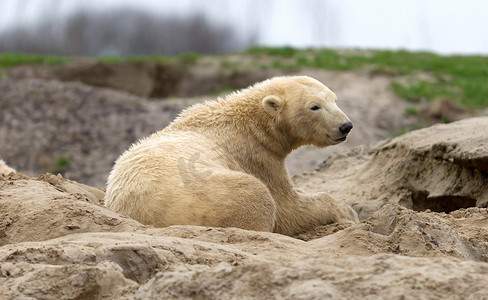 在沙滩上醒来的北极熊