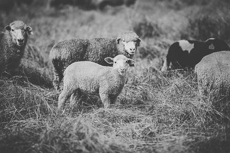 放羊摄影照片_白天在农场放羊。