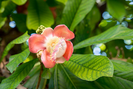 炮弹花摄影照片_炮弹花或 Sal 花 (Couroupita guianensis) 在