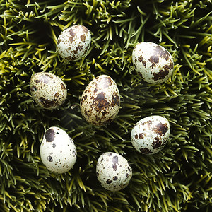 小团体摄影照片_草地上的鸡蛋。