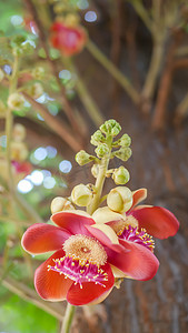 炮弹树 (Couroupita guianensis)