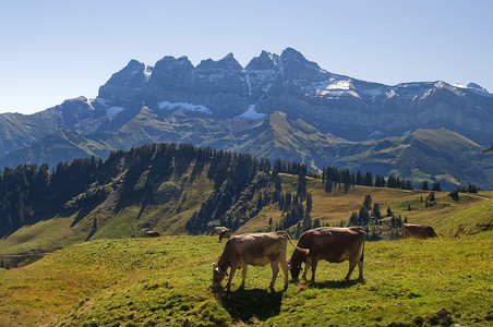 起伏山峰摄影照片_高寒草甸中的奶牛