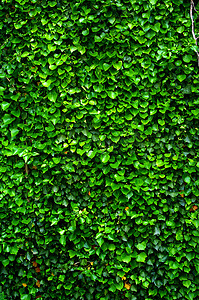 常春藤叶子的绿色墙壁