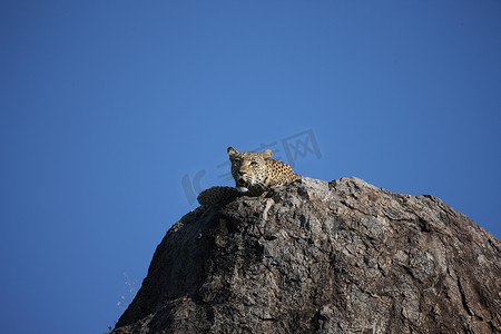 游猎摄影照片_豹肯尼亚非洲大草原野生动物猫哺乳动物