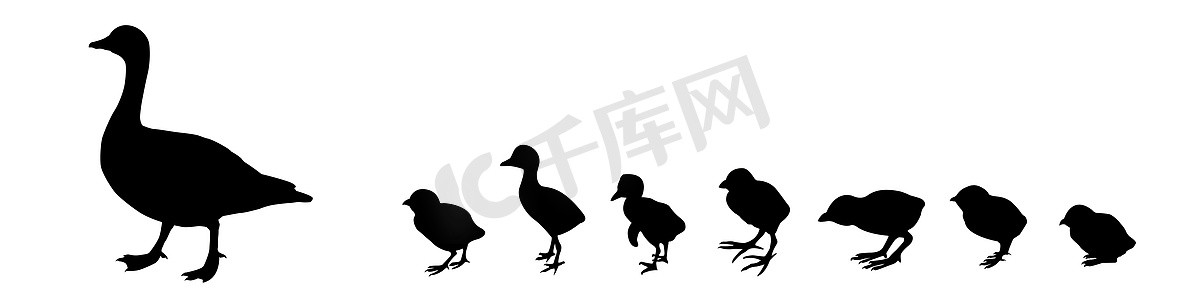 矢量剪影鸭与雏鸟在白色背景