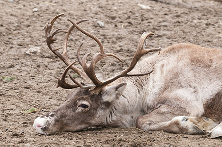 驯鹿 (Rangifer tarandus)，在北方也被称为北美驯鹿