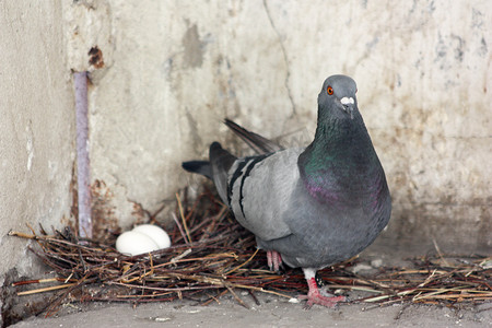 鸽子雀巢摄影照片_鸽子在巢中保护他的孩子