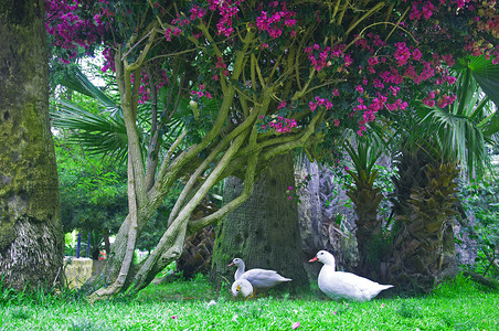 树下三只白鸭，开着紫色的花