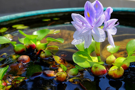 水葫芦紫色花在绿色浴，凤眼莲 cr