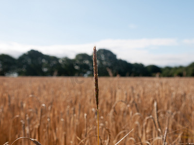 免版税图像 - single strand of field of golden grass wheat in su