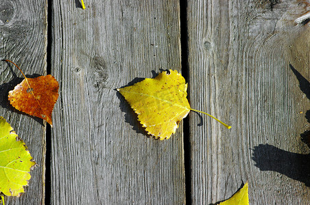 秋天的背景，木板上有彩假