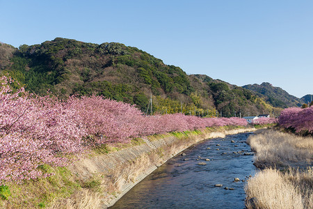 粉色河流摄影照片_樱花树和河流