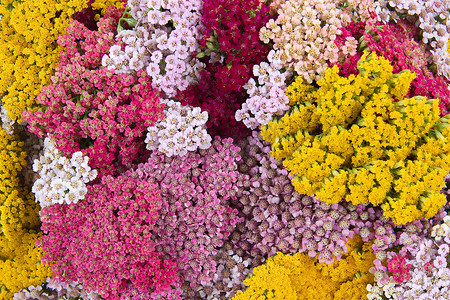 黄色西洋摄影照片_花西洋蓍草（lat. Achillea），背景，墙纸