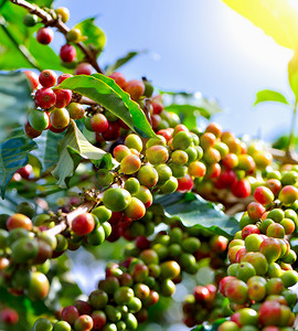 咖啡豆在树上成熟